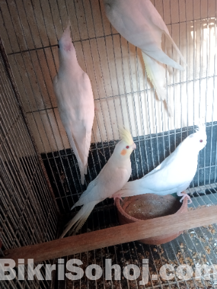 লুটিনো কোকাটেল